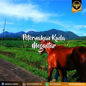 Peternakan Kuda Kota Batu