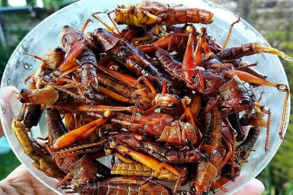 7 Makanan Ekstrem di Indonesia yang Menantang Petualang