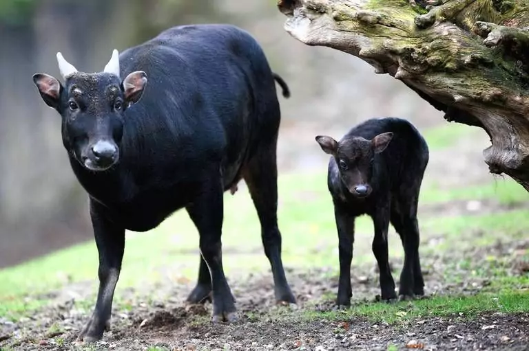 Anoa sedang minum di tepi danau hutan Sulawesi.
