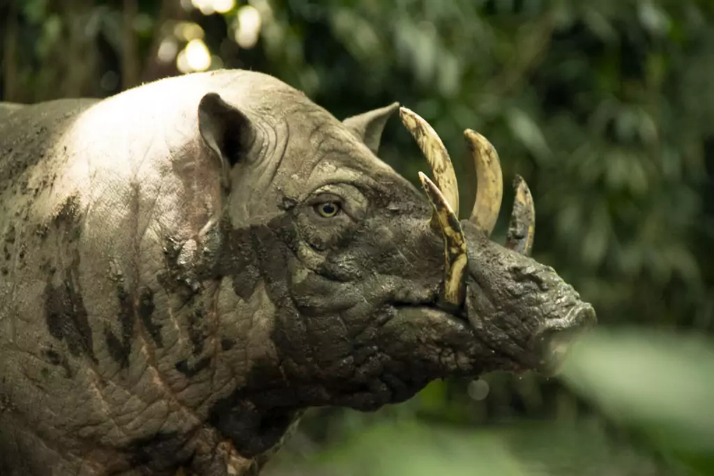 Babirusa jantan dengan gading melengkung khas di hutan Gorontalo.

