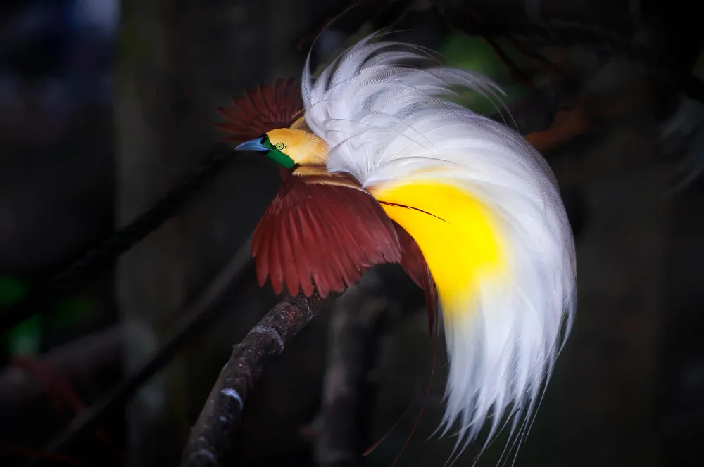 Burung Cenderawasih jantan berwarna kuning dan merah di hutan Papua.
