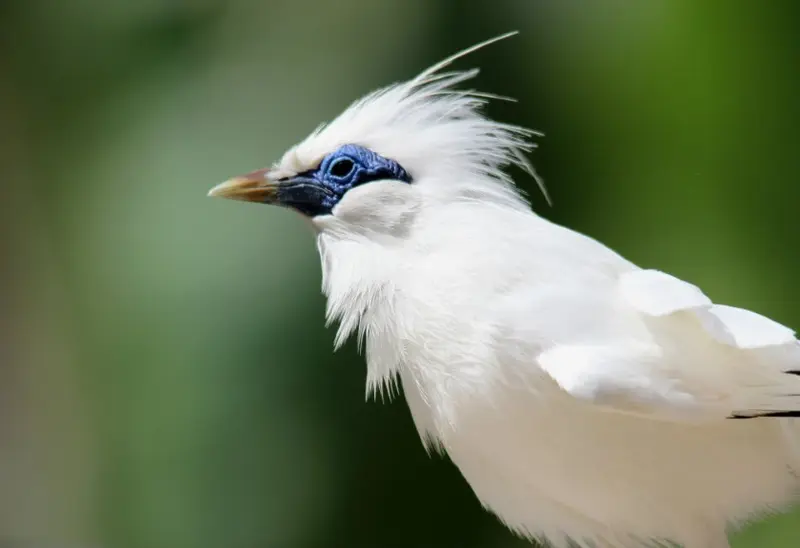 Jalak Bali berwarna putih dengan jambul biru di kawasan konservasi Bali Barat.
