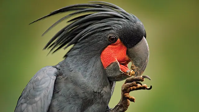 Kakatua Raja berjambul hitam dengan paruh besar di hutan Papua.
