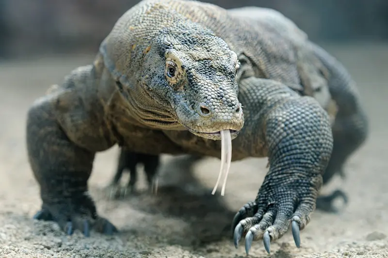 Komodo sedang berjemur di padang sabana Taman Nasional Komodo.
