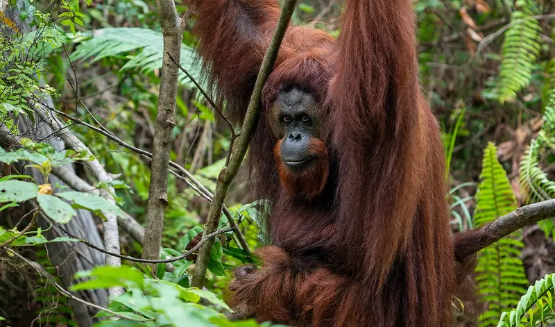 Orangutan betina bersama anaknya di hutan Tanjung Puting.
