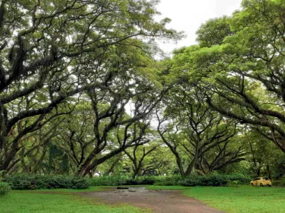 djawatan forest