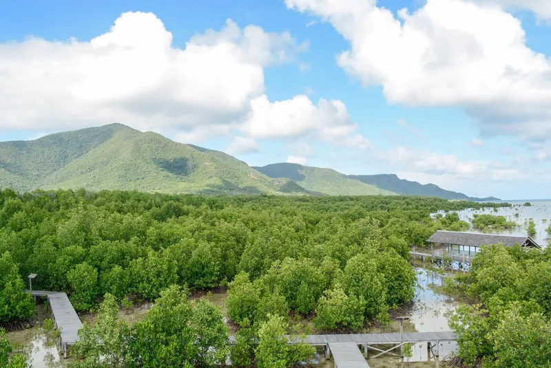 hutan magrove karimunjawa