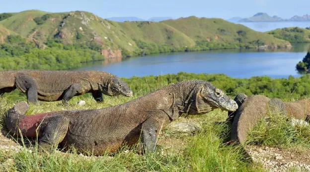 pulau komodo